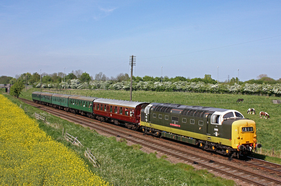 Guest loco D9016 'Gordon Highlander' at Woodthorpe, GCR alongside a yellow oil rapeseed field on 3.5.14 with 1515 Loughborough - Leicester North service